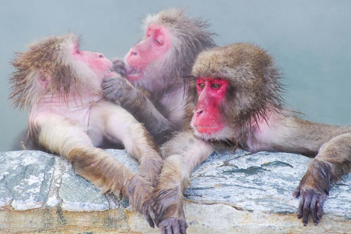 🐒 하코다테시 열대식물원 이미지 6